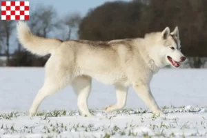 Read more about the article Husky breeders and puppies in North Brabant