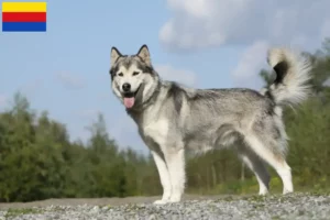 Read more about the article Husky breeders and puppies in North Holland