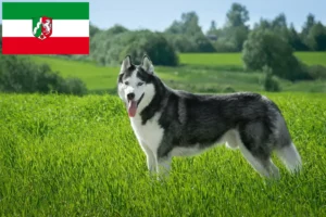 Read more about the article Husky breeders and puppies in North Rhine-Westphalia