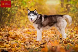 Read more about the article Husky breeders and puppies in Occitania