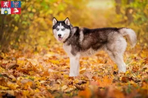 Read more about the article Husky breeders and puppies in Pardubice