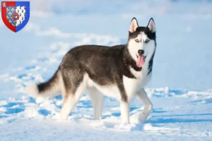 Read more about the article Husky breeders and puppies in Pays de la Loire