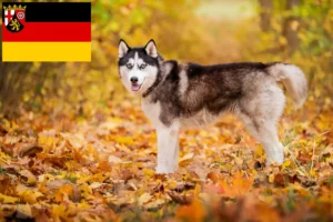 Read more about the article Husky breeders and puppies in Rhineland-Palatinate