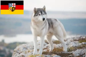 Read more about the article Husky breeders and puppies in Saarland