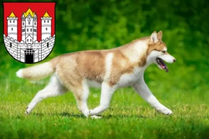 Read more about the article Husky breeders and puppies in Salzburg