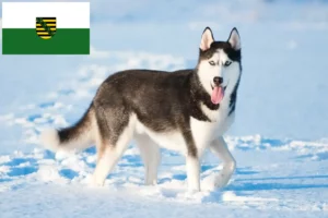 Read more about the article Husky breeders and puppies in Saxony