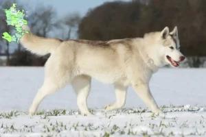 Read more about the article Husky breeders and puppies in Sjælland