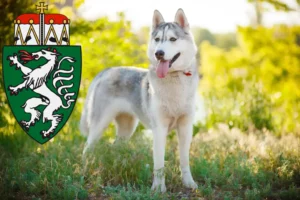 Read more about the article Husky breeders and puppies in Styria