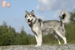 Read more about the article Husky breeders and puppies in Syddanmark