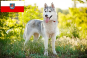 Read more about the article Husky breeders and puppies in Thuringia