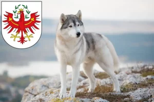 Read more about the article Husky breeders and puppies in Tyrol