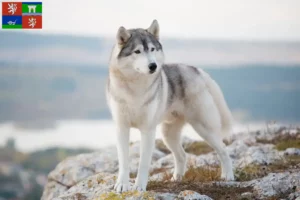 Read more about the article Husky breeders and puppies in Ústí