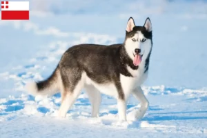 Read more about the article Husky breeders and puppies in Utrecht