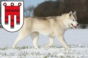 Read more about the article Husky breeders and puppies in Vorarlberg