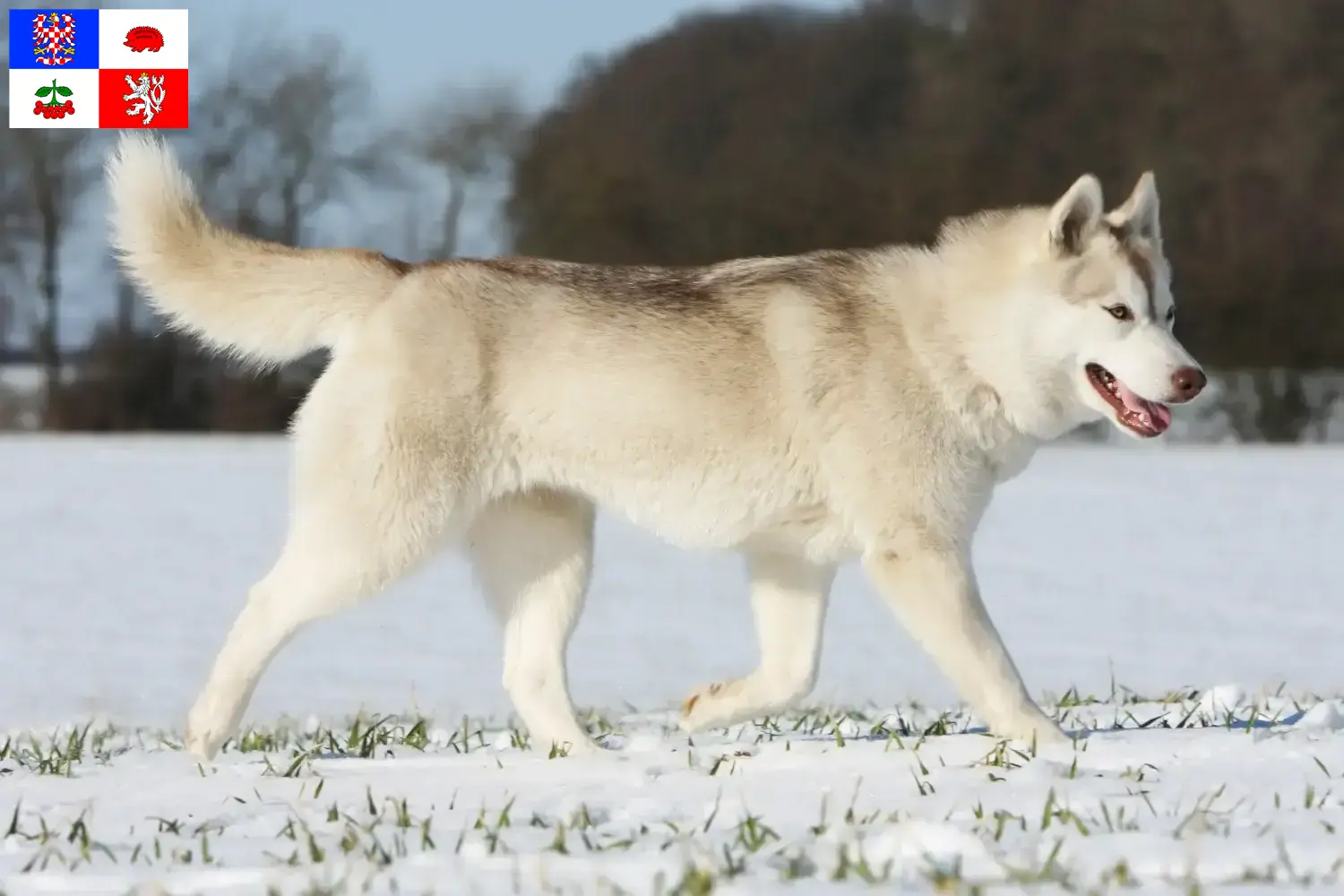 Read more about the article Husky breeders and puppies in Vysočina