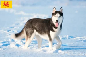 Read more about the article Husky breeders and puppies in Walloon Region