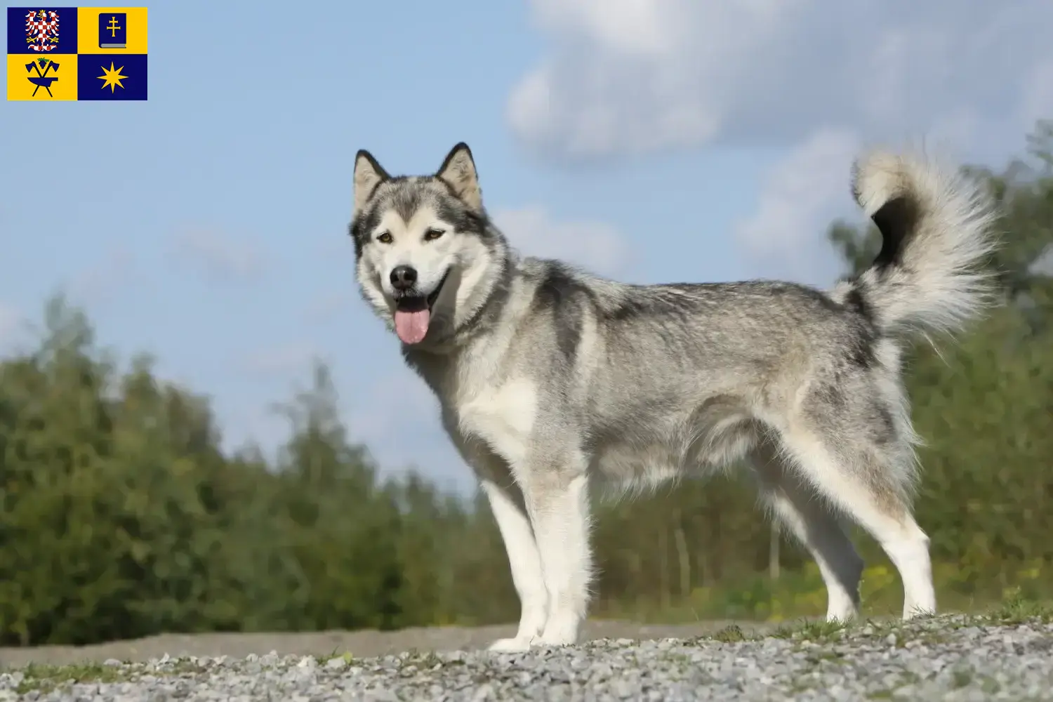 Read more about the article Husky breeders and puppies in Zlín