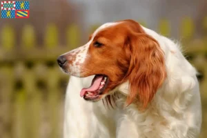 Read more about the article Irish Red and White Setter breeders and puppies in Bourgogne-Franche-Comté