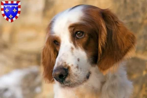 Read more about the article Irish Red and White Setter breeders and puppies in Centre-Val de Loire