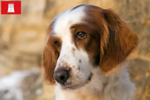 Read more about the article Irish Red and White Setter breeders and puppies in Hamburg