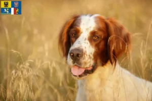 Read more about the article Irish Red and White Setter breeders and puppies in Moravia-Silesia