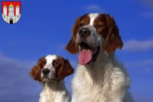 Read more about the article Irish Red and White Setter breeders and puppies in Salzburg