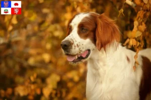 Read more about the article Irish Red and White Setter breeders and puppies in Vysočina