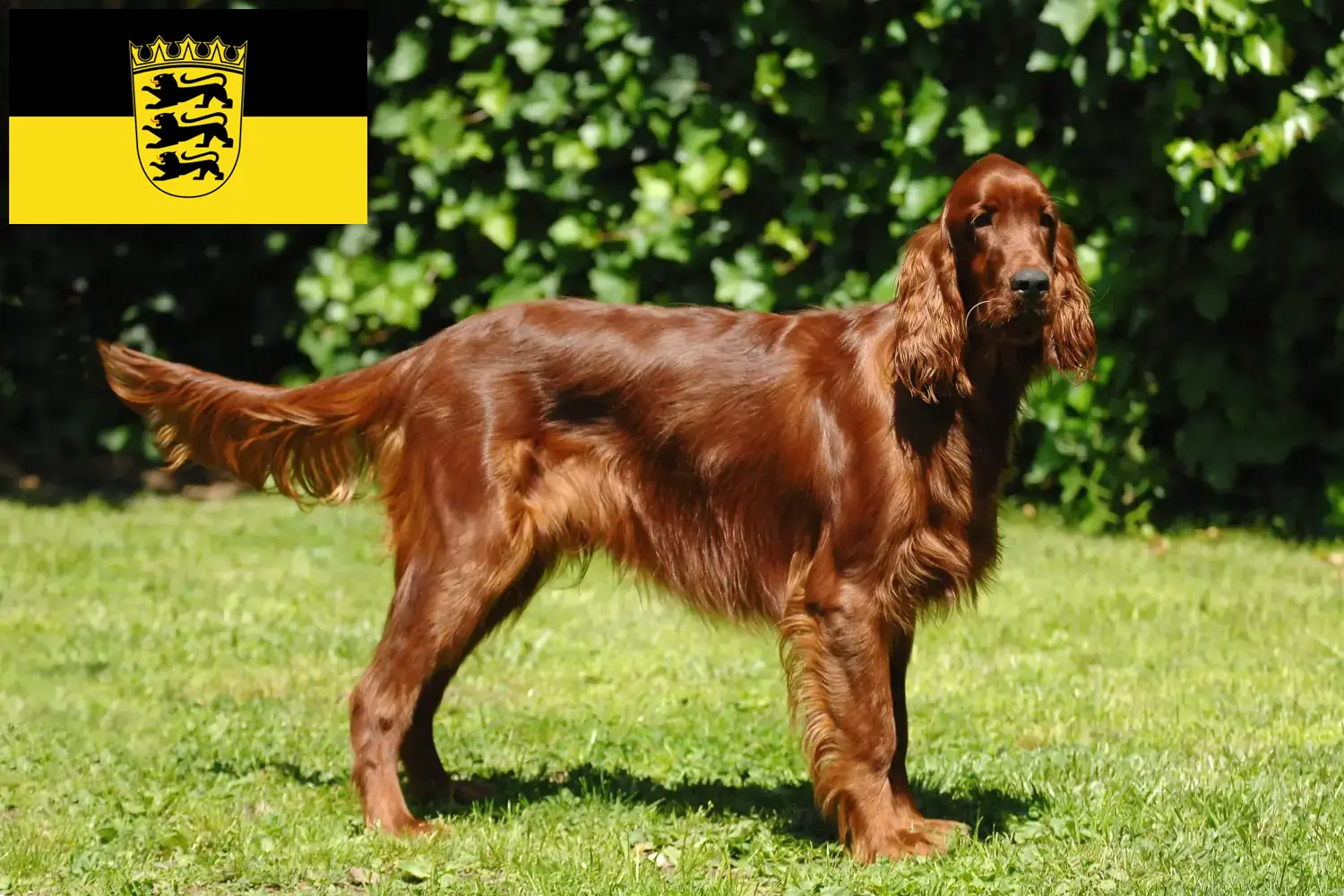 Read more about the article Irish Red Setter breeders and puppies in Baden-Württemberg