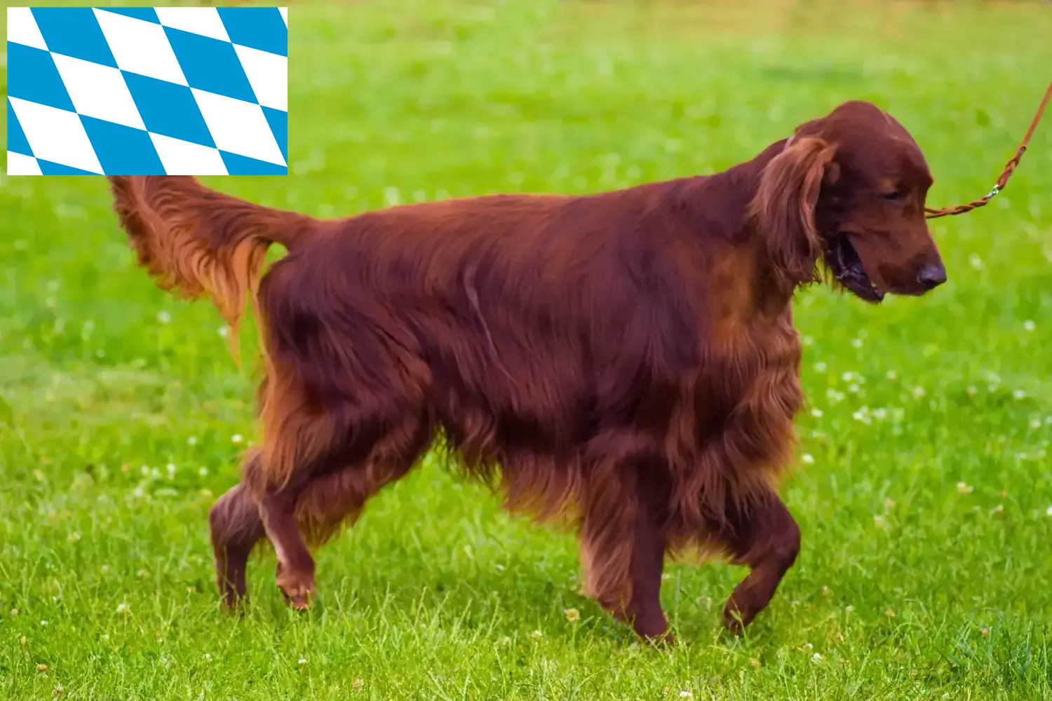 Read more about the article Irish Red Setter breeders and puppies in Bavaria