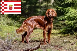 Read more about the article Irish Red Setter breeders and puppies in Bremen