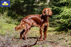 Read more about the article Irish Red Setter breeders and puppies in Brussels-Capital Region