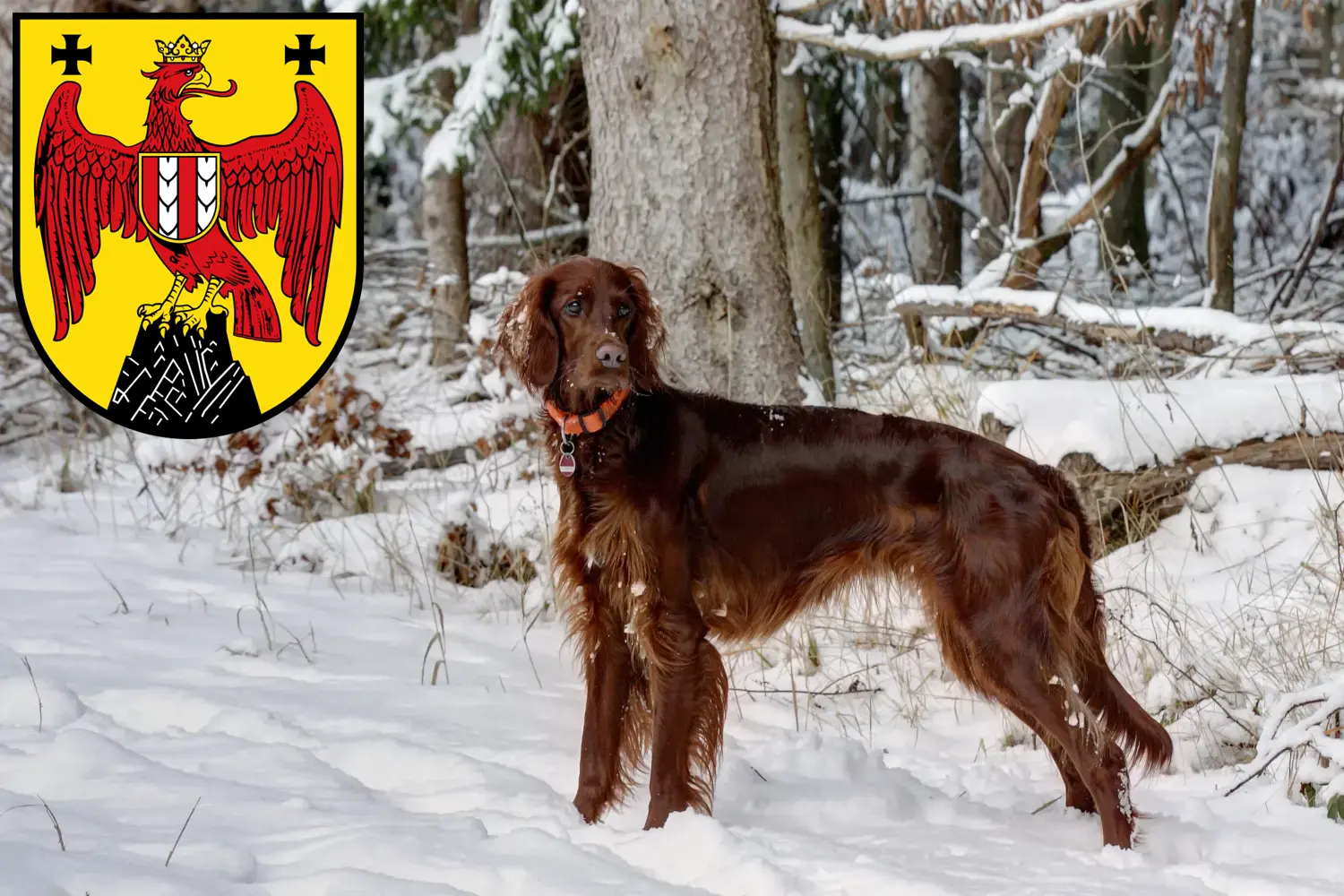 Read more about the article Irish Red Setter breeders and puppies in Burgenland