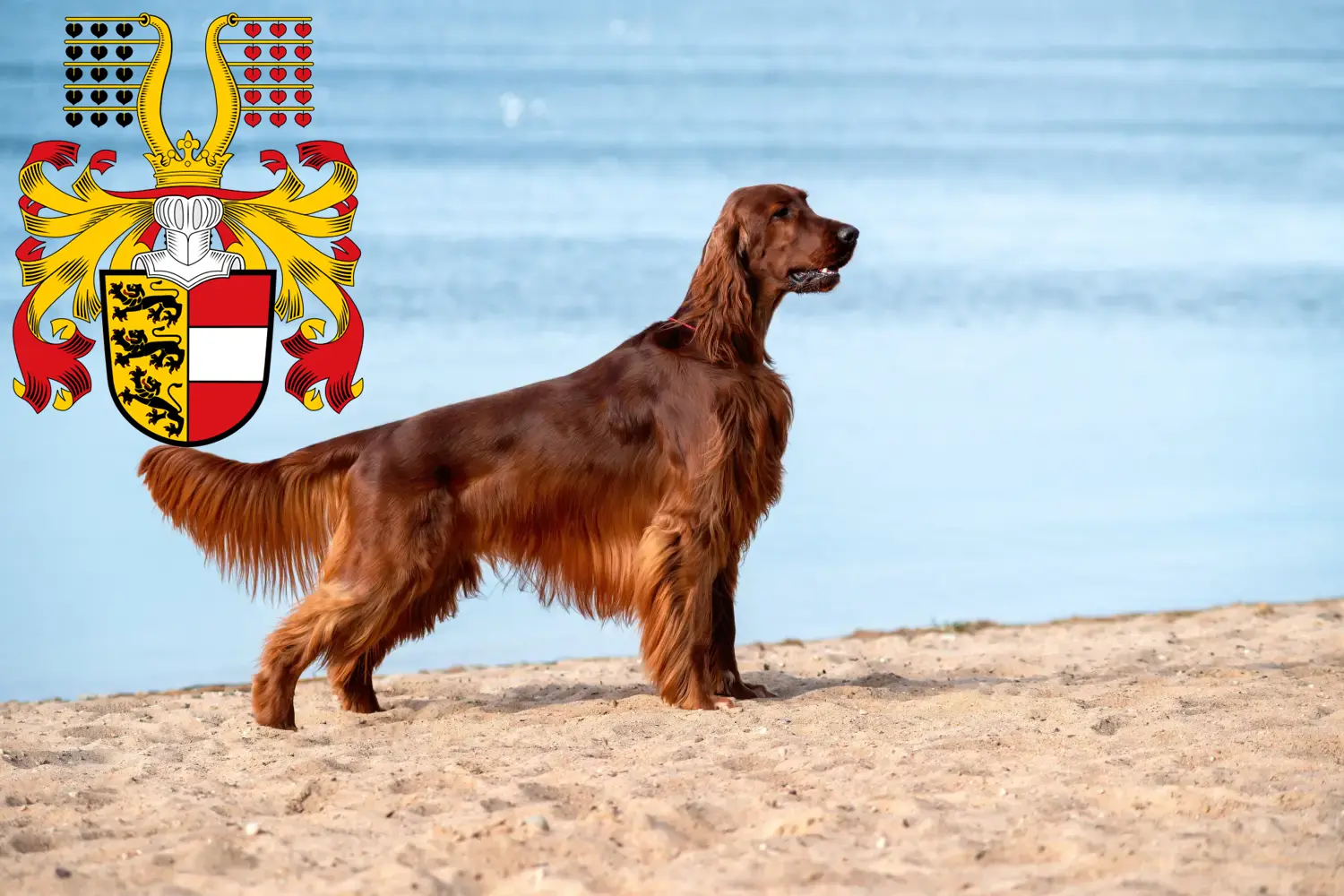 Read more about the article Irish Red Setter breeders and puppies in Carinthia