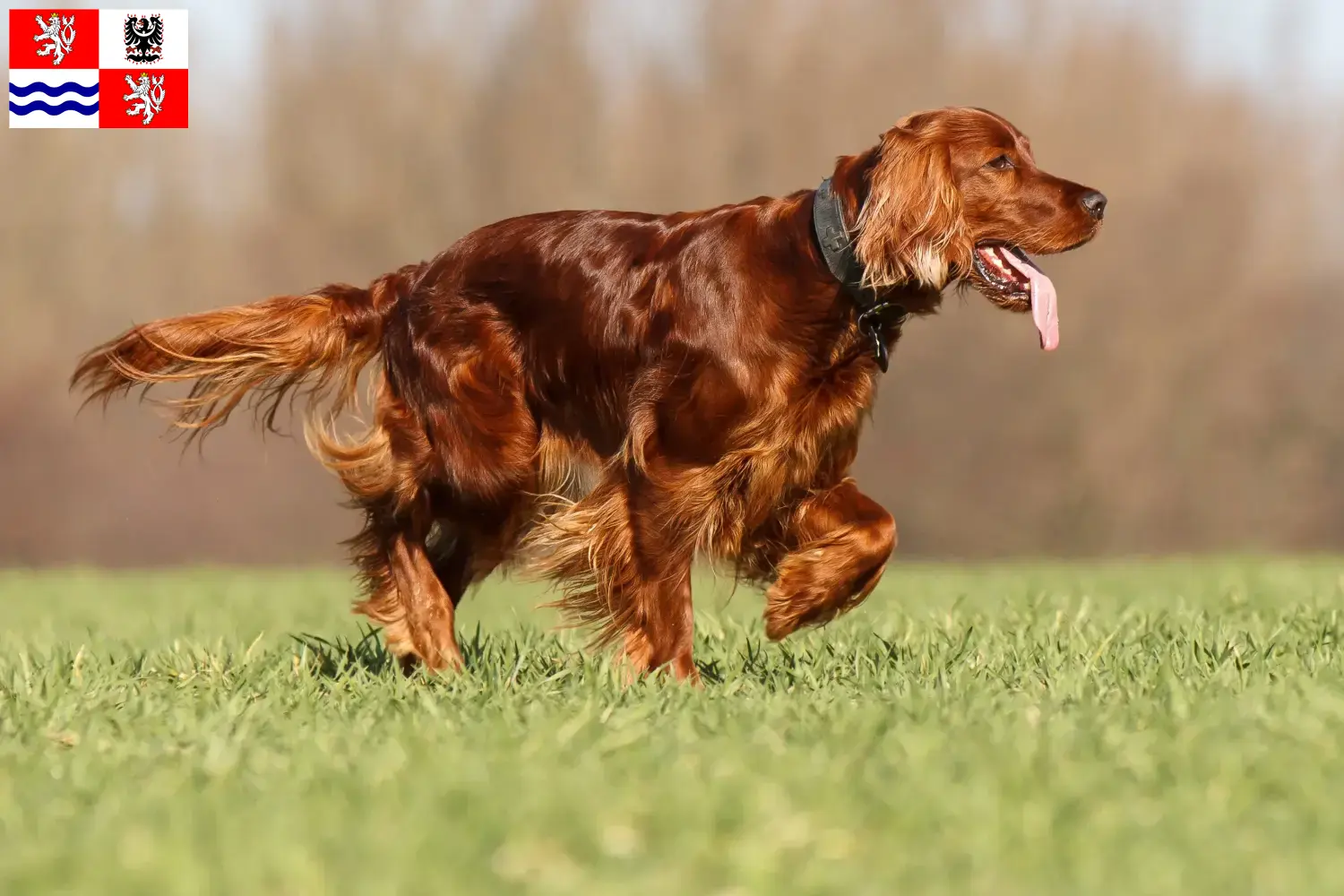 Read more about the article Irish Red Setter breeders and puppies in Central Bohemia