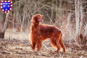 Read more about the article Irish Red Setter breeders and puppies in Centre-Val de Loire