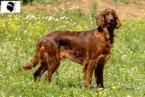 Read more about the article Irish Red Setter breeders and puppies in Corsica