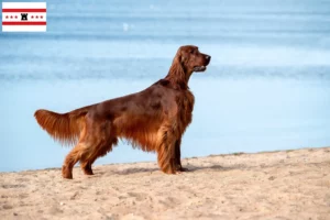 Read more about the article Irish Red Setter breeders and puppies in Drenthe