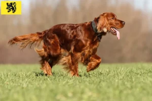 Read more about the article Irish Red Setter breeders and puppies in Flanders