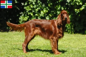 Read more about the article Irish Red Setter breeders and puppies in Groningen