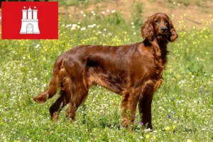 Read more about the article Irish Red Setter breeders and puppies in Hamburg