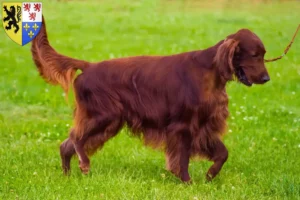 Read more about the article Irish Red Setter breeders and puppies in Hauts-de-France