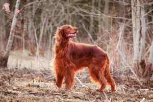 Read more about the article Irish Red Setter breeder and puppies in Hovedstaden