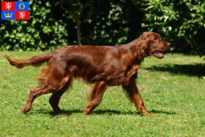 Read more about the article Irish Red Setter breeders and puppies in Hradec Králové