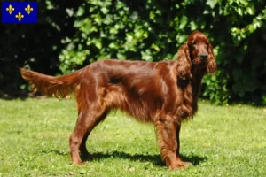 Read more about the article Irish Red Setter breeders and puppies in Île-de-France