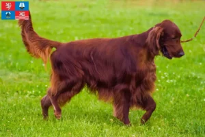 Read more about the article Irish Red Setter breeder and puppies in Karlsbad