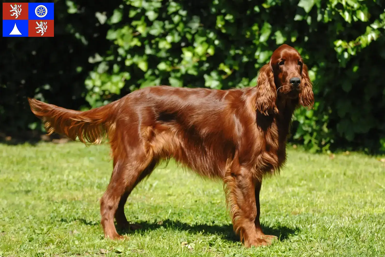 Read more about the article Irish Red Setter breeder and puppies in Liberec