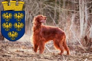 Read more about the article Irish Red Setter breeders and puppies in Lower Austria