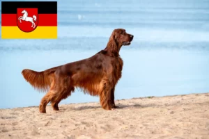 Read more about the article Irish Red Setter breeders and puppies in Lower Saxony