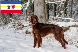 Read more about the article Irish Red Setter breeders and puppies in Mecklenburg-Vorpommern