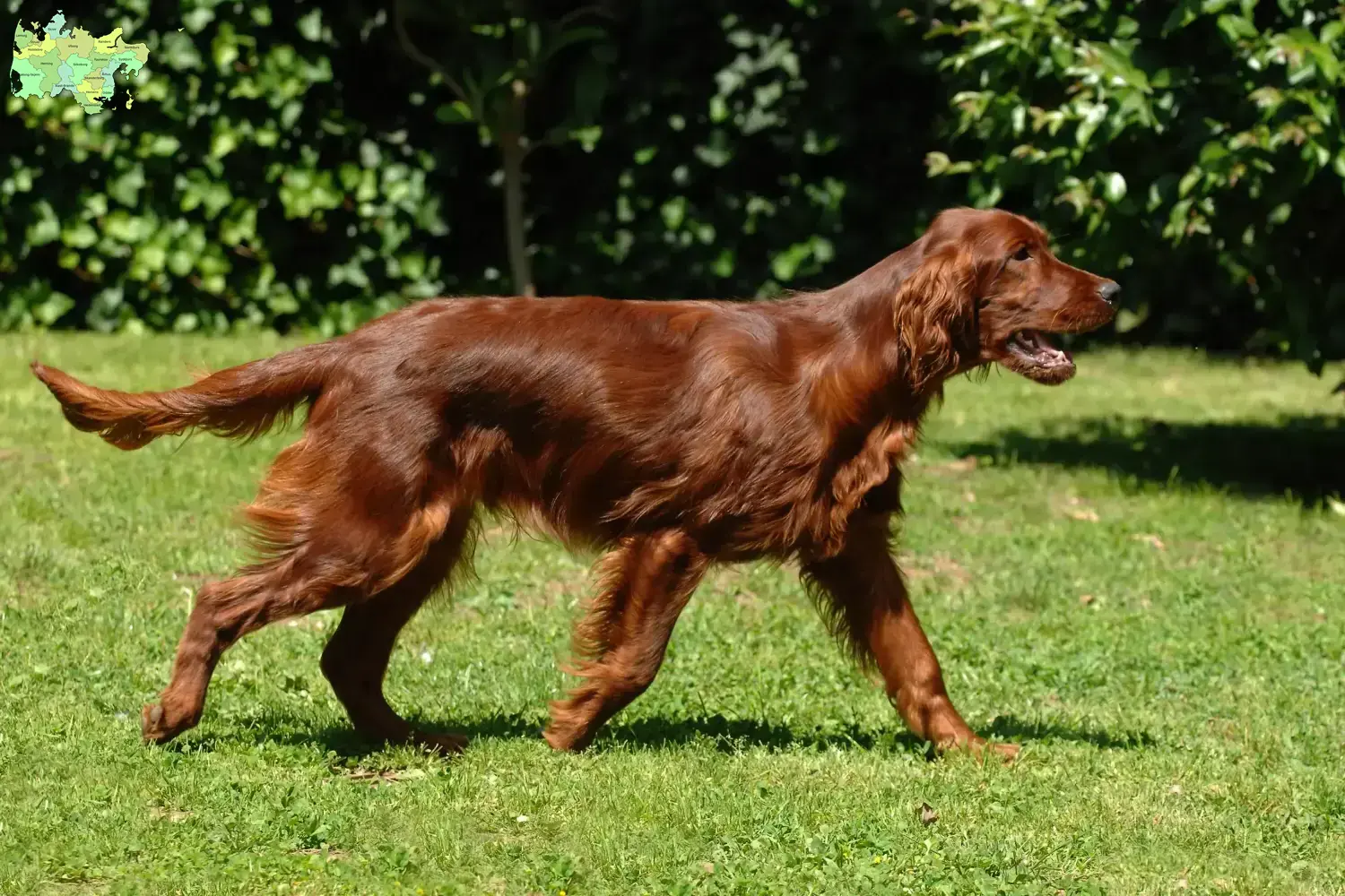 Read more about the article Irish Red Setter breeders and puppies in Midtjylland